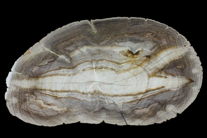 Polished Petrified Wood (Dicot) Slab - Texas #98607